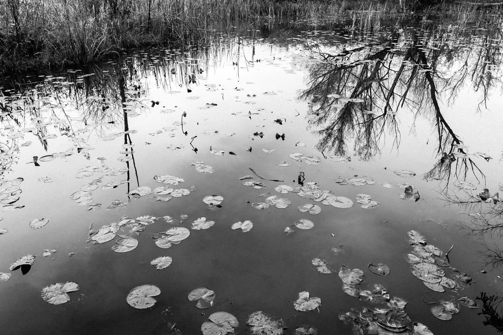 Beaver Marsh, Cuyahoga