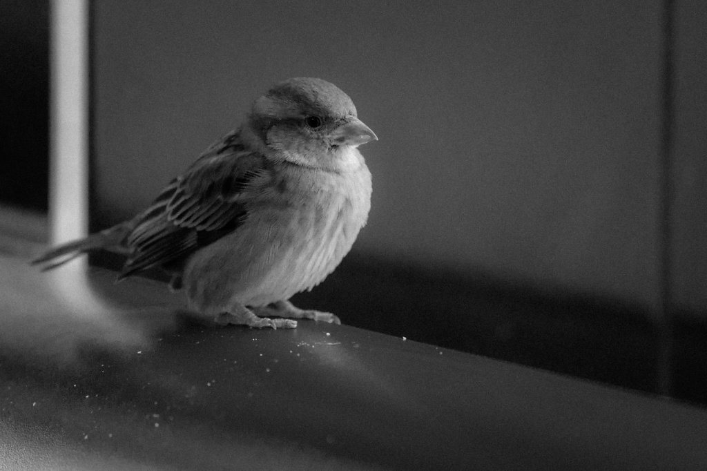 Sparrow