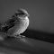 Sparrow