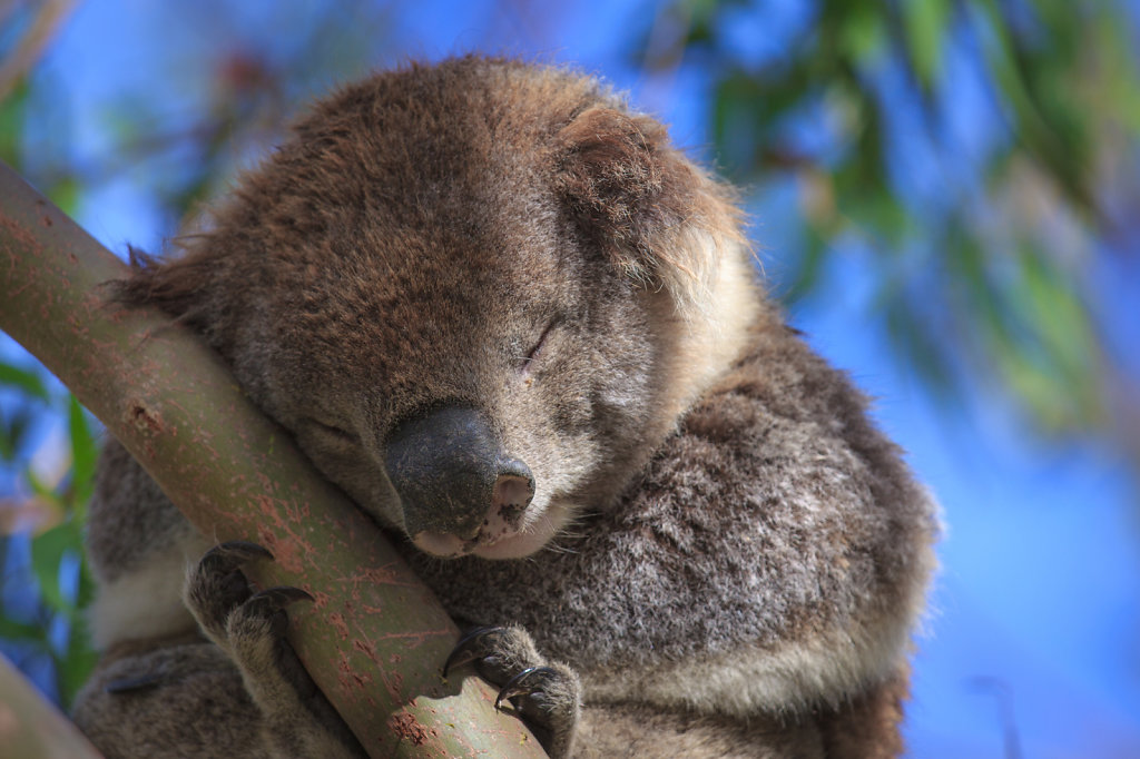 Koala @ Great Ocean Road