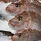 Sydney Fish Market