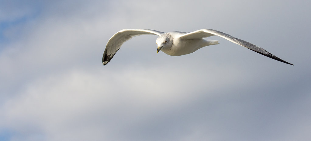 Seagull