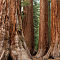 Bachelor & Three Graces, Mariposa Grove, Yosemite National Park