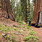 Giant Sequoias @ Mariposa Grove, Yosemite National Park