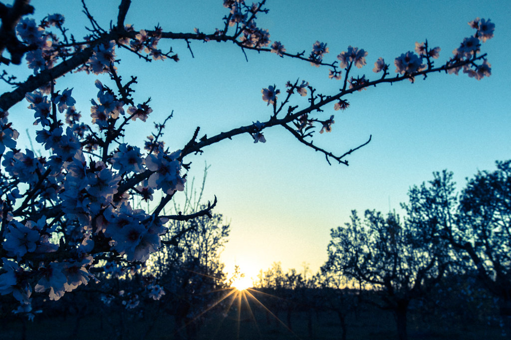 Almond Blossom, Mallorca