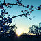 Almond Blossom, Mallorca