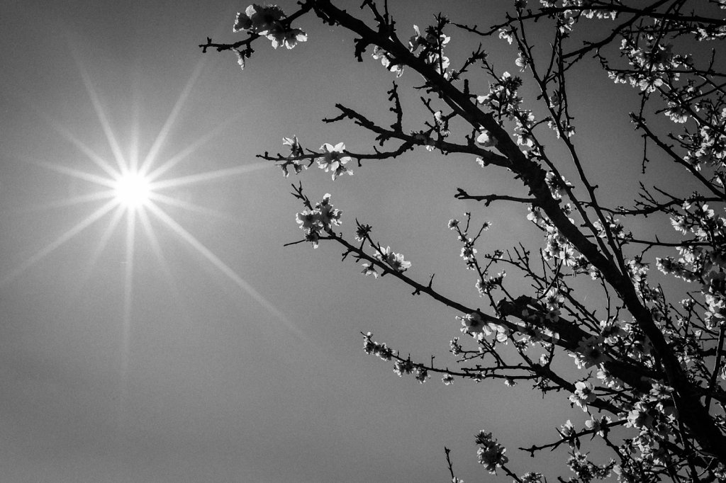 Almond Blossom, Mallorca