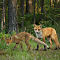 Foxes
