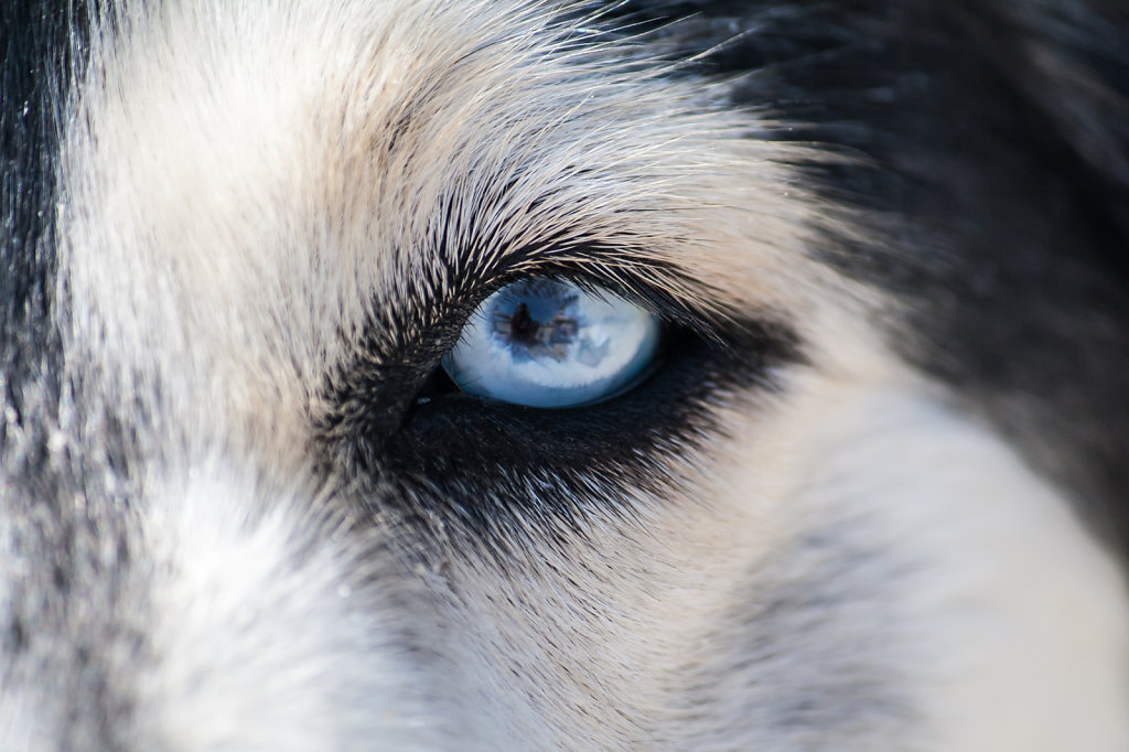 Malamutes Eyes