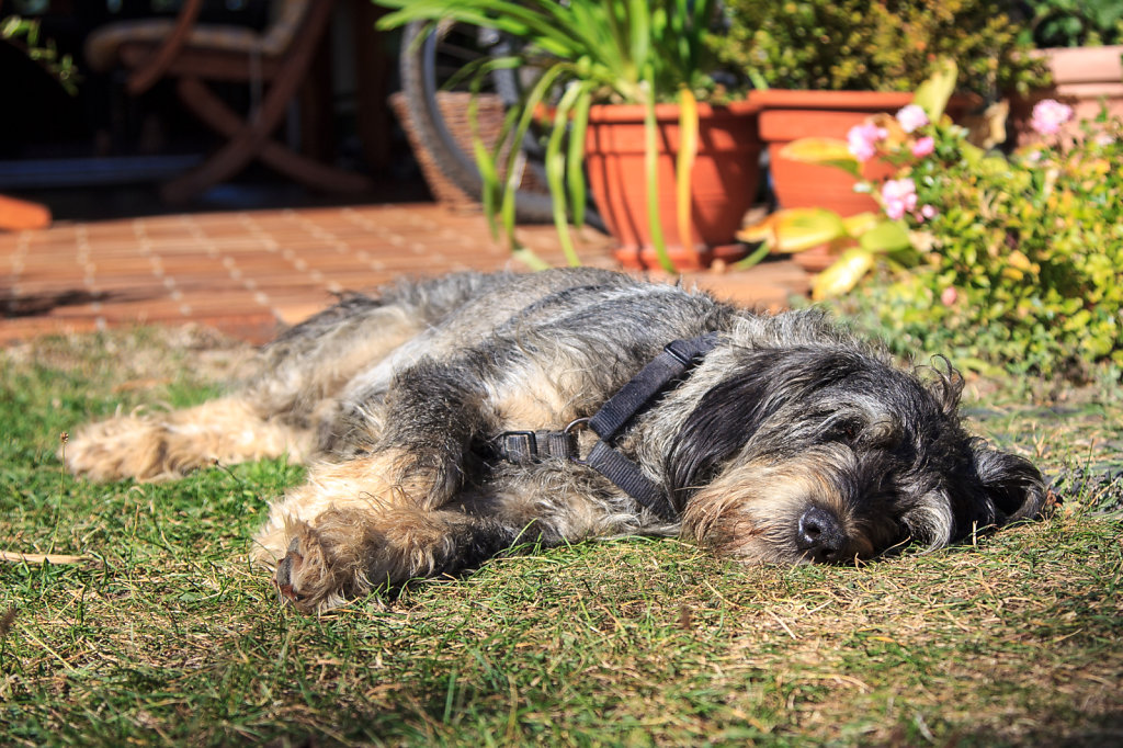 Sleeping Moritz